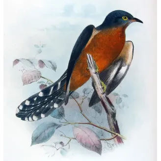 Chestnut-breasted Cuckoo – Henrik Grønvold – The Birds of Australia