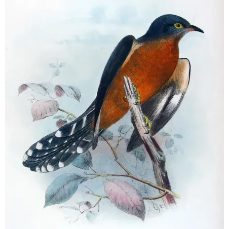 Chestnut-breasted Cuckoo – Henrik Grønvold – The Birds of Australia