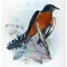 Chestnut-breasted Cuckoo (*Cacomantis castaneiventris*) – Original lithograph by Henrik Grønvold, Mathews (1910–27)