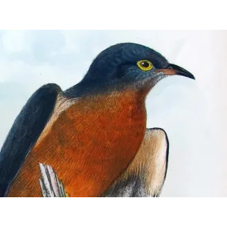 Chestnut-breasted Cuckoo – Henrik Grønvold – The Birds of Australia