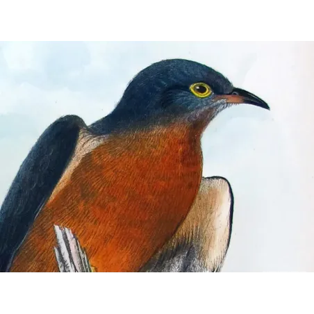 Chestnut-breasted Cuckoo – Henrik Grønvold – The Birds of Australia