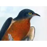 Chestnut-breasted Cuckoo (*Cacomantis castaneiventris*) – Original lithograph by Henrik Grønvold, Mathews (1910–27)