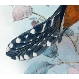 Chestnut-breasted Cuckoo – Henrik Grønvold – The Birds of Australia