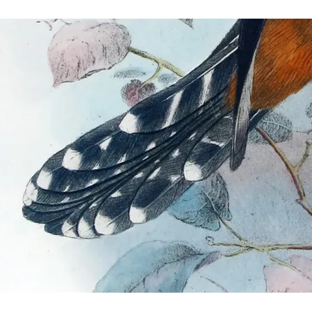 Chestnut-breasted Cuckoo – Henrik Grønvold – The Birds of Australia