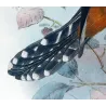 Chestnut-breasted Cuckoo (*Cacomantis castaneiventris*) – Original lithograph by Henrik Grønvold, Mathews (1910–27)