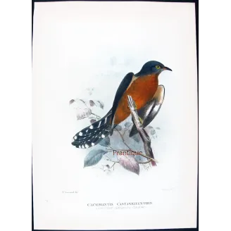 Chestnut-breasted Cuckoo – Henrik Grønvold – The Birds of Australia