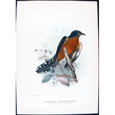 Chestnut-breasted Cuckoo – Henrik Grønvold – The Birds of Australia
