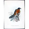 Chestnut-breasted Cuckoo (*Cacomantis castaneiventris*) – Original lithograph by Henrik Grønvold, Mathews (1910–27)