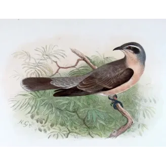Western Black-eared Cuckoo – Henrik Grønvold – The Birds of Australia