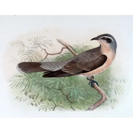 Western Black-eared Cuckoo – Henrik Grønvold – The Birds of Australia