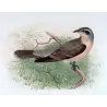 Western Black-eared Cuckoo (*Owenavis rogersi*) – Original lithograph by Henrik Grønvold, Mathews (1910–27)