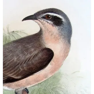 Western Black-eared Cuckoo – Henrik Grønvold – The Birds of Australia