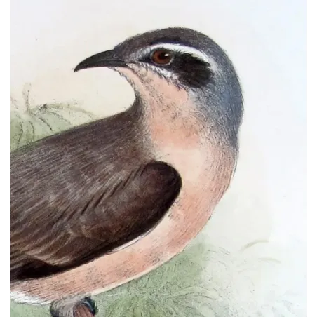 Western Black-eared Cuckoo – Henrik Grønvold – The Birds of Australia