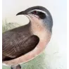 Western Black-eared Cuckoo (*Owenavis rogersi*) – Original lithograph by Henrik Grønvold, Mathews (1910–27)