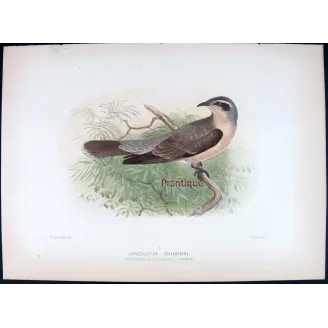 Western Black-eared Cuckoo – Henrik Grønvold – The Birds of Australia
