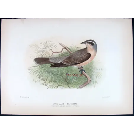 Western Black-eared Cuckoo – Henrik Grønvold – The Birds of Australia