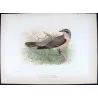 Western Black-eared Cuckoo (*Owenavis rogersi*) – Original lithograph by Henrik Grønvold, Mathews (1910–27)