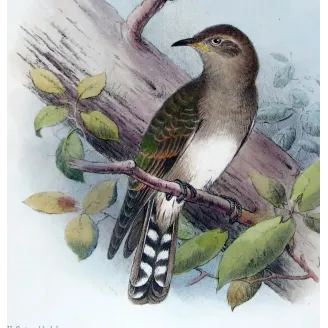 Narrow-billed Bronze Cuckoo – Henrik Grønvold – The Birds of Australia