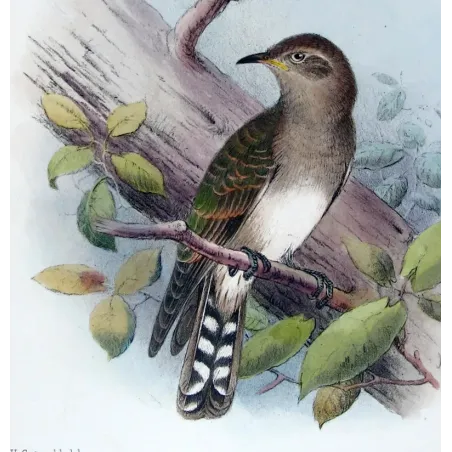 Narrow-billed Bronze Cuckoo – Henrik Grønvold – The Birds of Australia