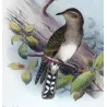 Narrow-billed Bronze Cuckoo (*Neochalcites basalis*) – Original lithograph by Henrik Grønvold, Mathews (1910–27)