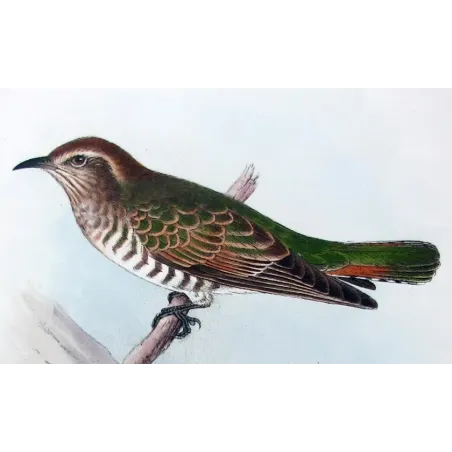 Narrow-billed Bronze Cuckoo – Henrik Grønvold – The Birds of Australia