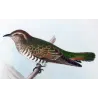 Narrow-billed Bronze Cuckoo (*Neochalcites basalis*) – Original lithograph by Henrik Grønvold, Mathews (1910–27)