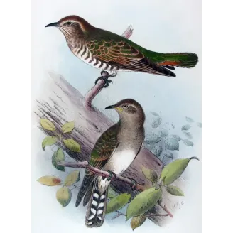Narrow-billed Bronze Cuckoo – Henrik Grønvold – The Birds of Australia