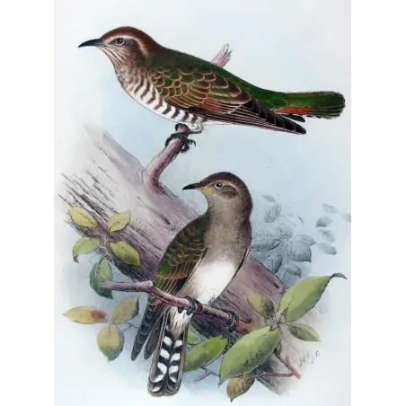 Narrow-billed Bronze Cuckoo – Henrik Grønvold – The Birds of Australia
