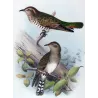 Narrow-billed Bronze Cuckoo (*Neochalcites basalis*) – Original lithograph by Henrik Grønvold, Mathews (1910–27)