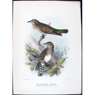 Narrow-billed Bronze Cuckoo – Henrik Grønvold – The Birds of Australia