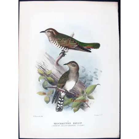 Narrow-billed Bronze Cuckoo – Henrik Grønvold – The Birds of Australia