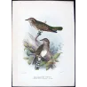 Narrow-billed Bronze Cuckoo (*Neochalcites basalis*) – Original lithograph by Henrik Grønvold, Mathews (1910–27)