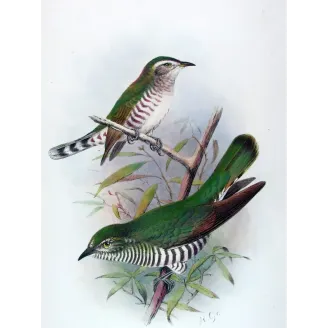 Broad-billed Bronze Cuckoo – Henrik Grønvold – The Birds of Australia