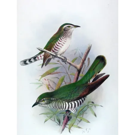 Broad-billed Bronze Cuckoo – Henrik Grønvold – The Birds of Australia