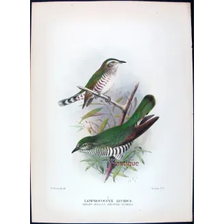 Broad-billed Bronze Cuckoo – Henrik Grønvold – The Birds of Australia
