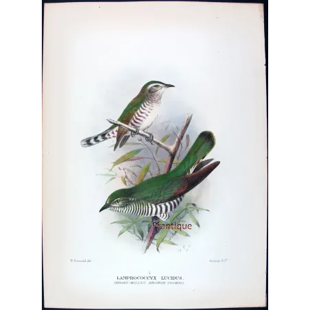 Broad-billed Bronze Cuckoo – Henrik Grønvold – The Birds of Australia