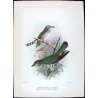 Broad-billed Bronze Cuckoo (*Lamprococcyx lucidus*) – Original lithograph by Henrik Grønvold, Mathews (1910–27)