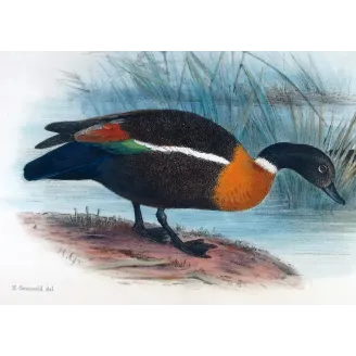 Mountain Duck by Henrik Grønvold – Birds of Australia