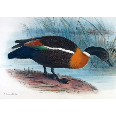 Mountain Duck by Henrik Grønvold – Birds of Australia