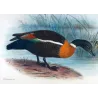 Mountain Duck (*Casarca tadornoides*) – Original lithograph by Henrik Grønvold, Mathews (1910–27)