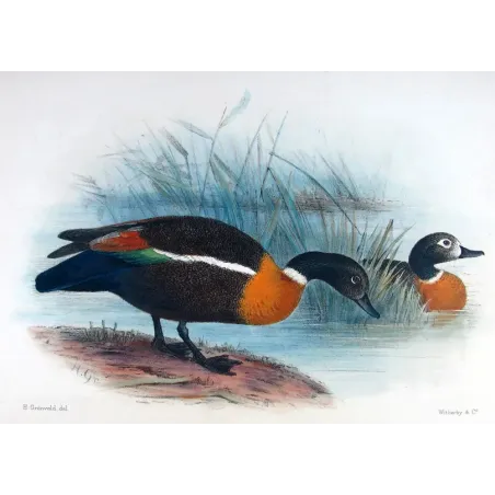 Mountain Duck by Henrik Grønvold – Birds of Australia