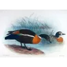 Mountain Duck (*Casarca tadornoides*) – Original lithograph by Henrik Grønvold, Mathews (1910–27)