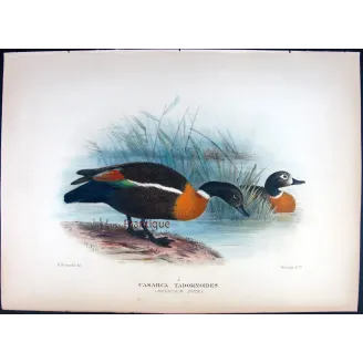Mountain Duck by Henrik Grønvold – Birds of Australia