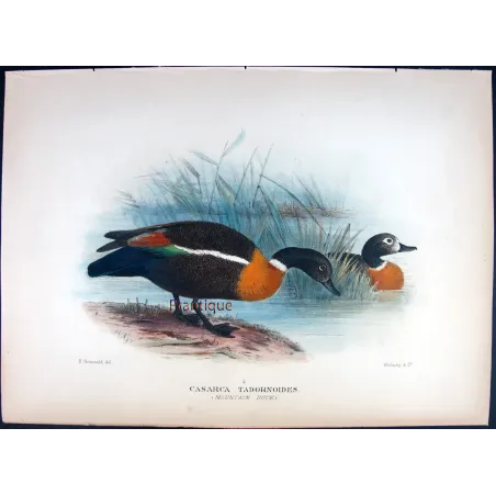 Mountain Duck by Henrik Grønvold – Birds of Australia