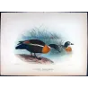 Mountain Duck (*Casarca tadornoides*) – Original lithograph by Henrik Grønvold, Mathews (1910–27)