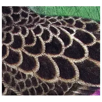 Black Duck by H. Goodchild – Birds of Australia