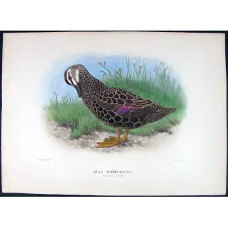 Black Duck by H. Goodchild – Birds of Australia