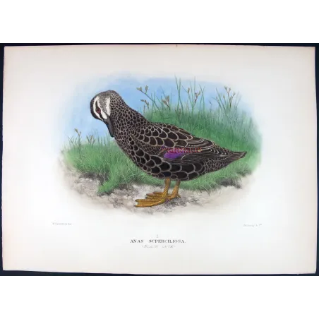 Black Duck by H. Goodchild – Birds of Australia