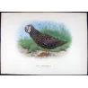 Black Duck (*Anas superciliosa*) – Original lithograph by H. Goodchild, Mathews (1910–27)