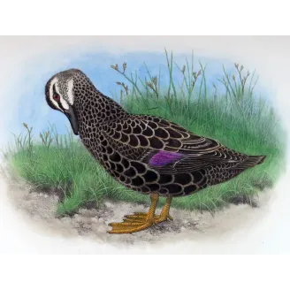 Black Duck by H. Goodchild – Birds of Australia